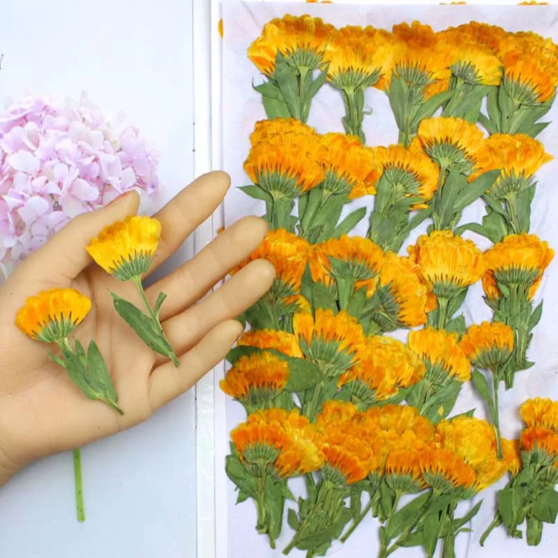 Dried Flower Bookmark - 60pcs 4-6cm Side Pressed Dried Calendula