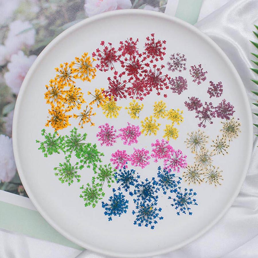 Dried Flower Bookmark - 60pcs Pressed Dried 15-20mm Ammi Majus