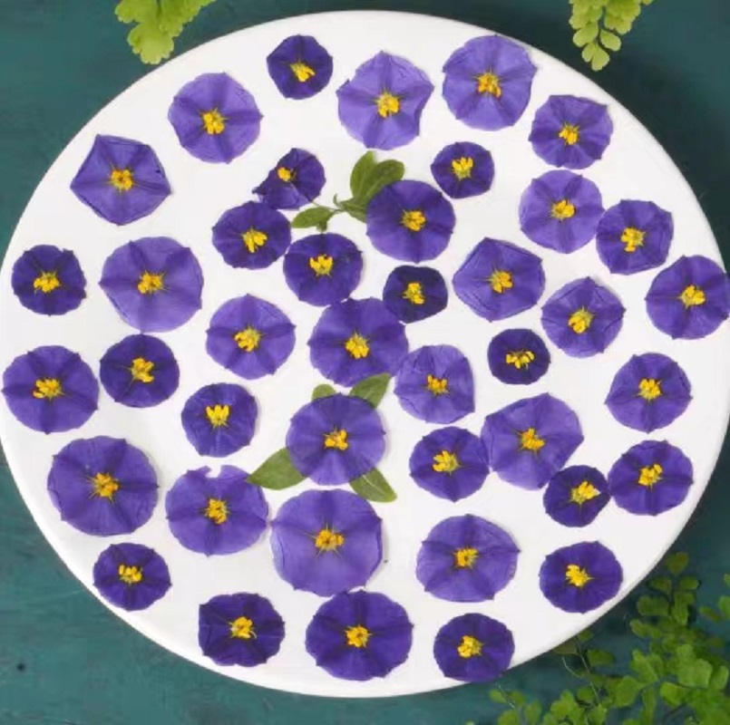 Dried Flower Bookmark - 100pcs Pressed Dried Lycianthes rantonnetii Bitter