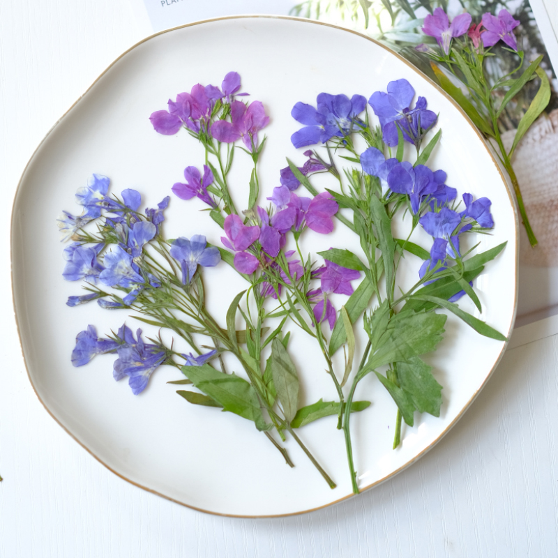 Dried Flower Bookmark - 6pcs/8-13cm,nature Lobelia Erinus Dried Pressed Flowers
