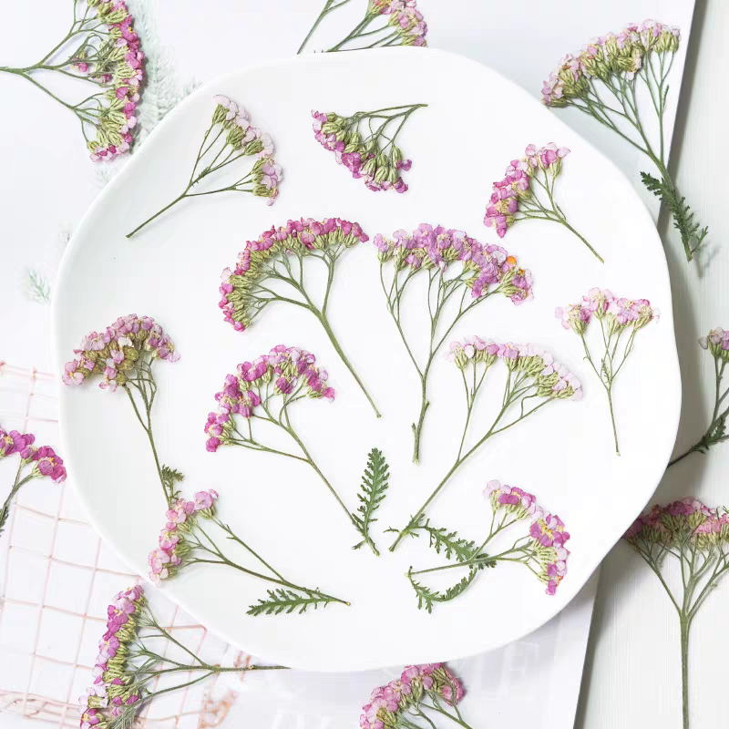 Dried Flower Bookmark - 60pcs Pressed Dried Yarrow Achilleawilsonia Flower