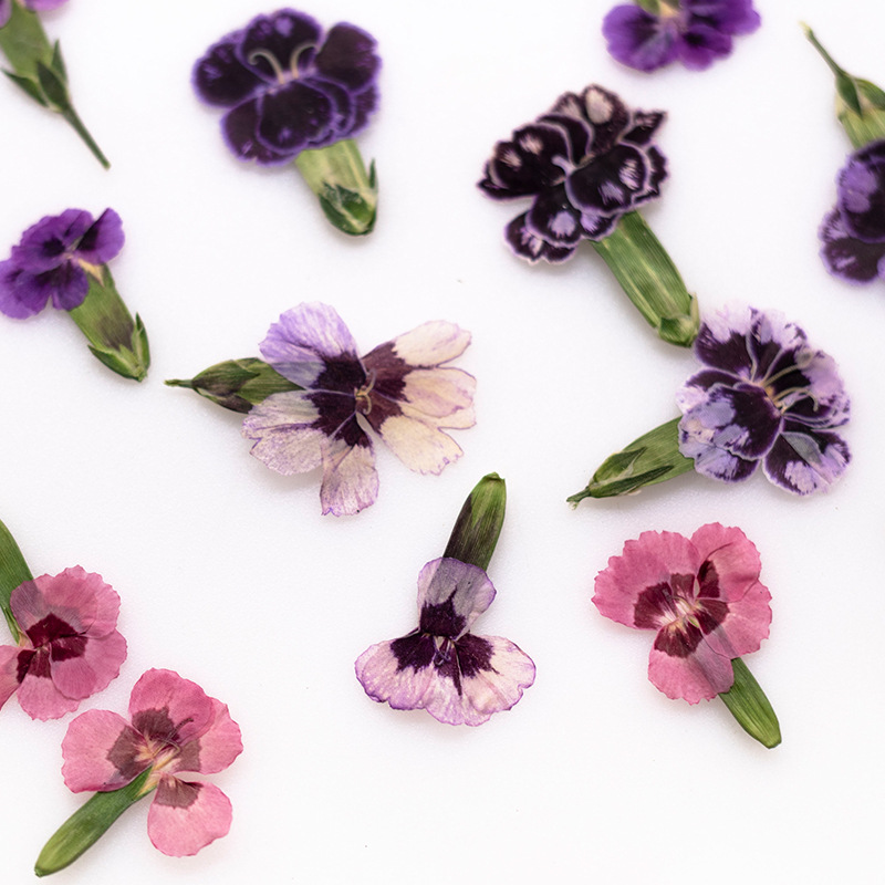 Dried Flower Bookmark - 24pcs,Pressed Dried Dianthus Flowers Real Plant