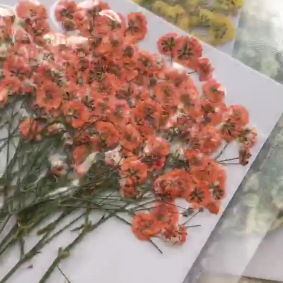 100 Pieces of Baby's Breath Pl - Dried Flower Bookmark recension och pris