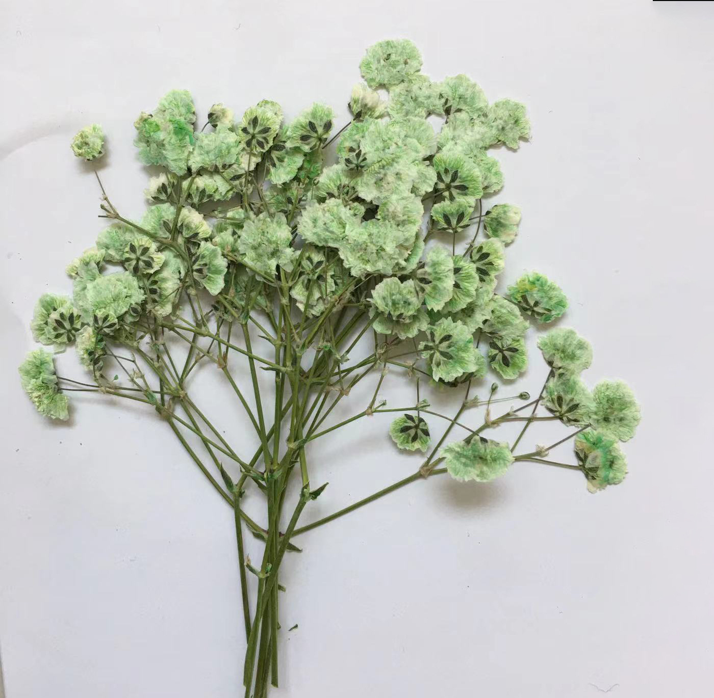 100 Pieces of Baby's Breath Pl - Dried Flower Bookmark recension och pris