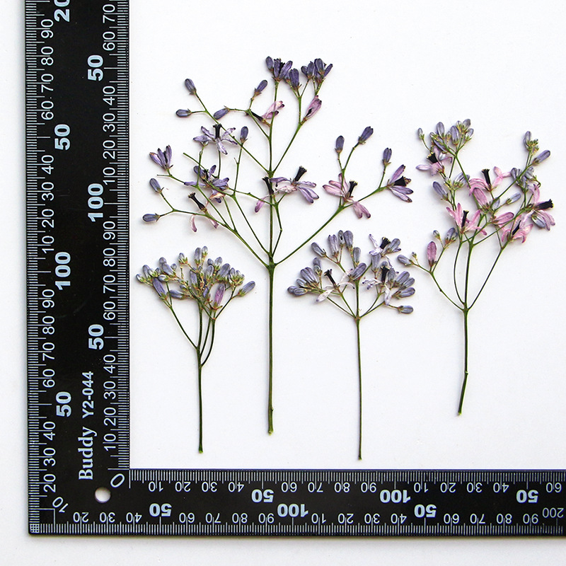 120pcs Pressed Dried Melia aze - Dried Flower Bookmark recension och pris