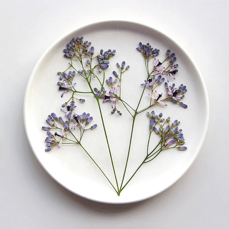 120pcs Pressed Dried Melia aze - Dried Flower Bookmark recension och pris