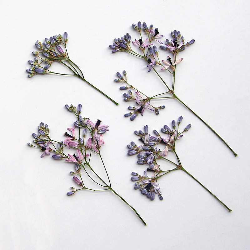 120pcs Pressed Dried Melia aze - Dried Flower Bookmark recension och pris