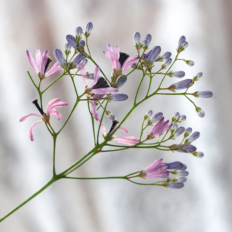 120pcs Pressed Dried Melia aze - Dried Flower Bookmark recension och pris