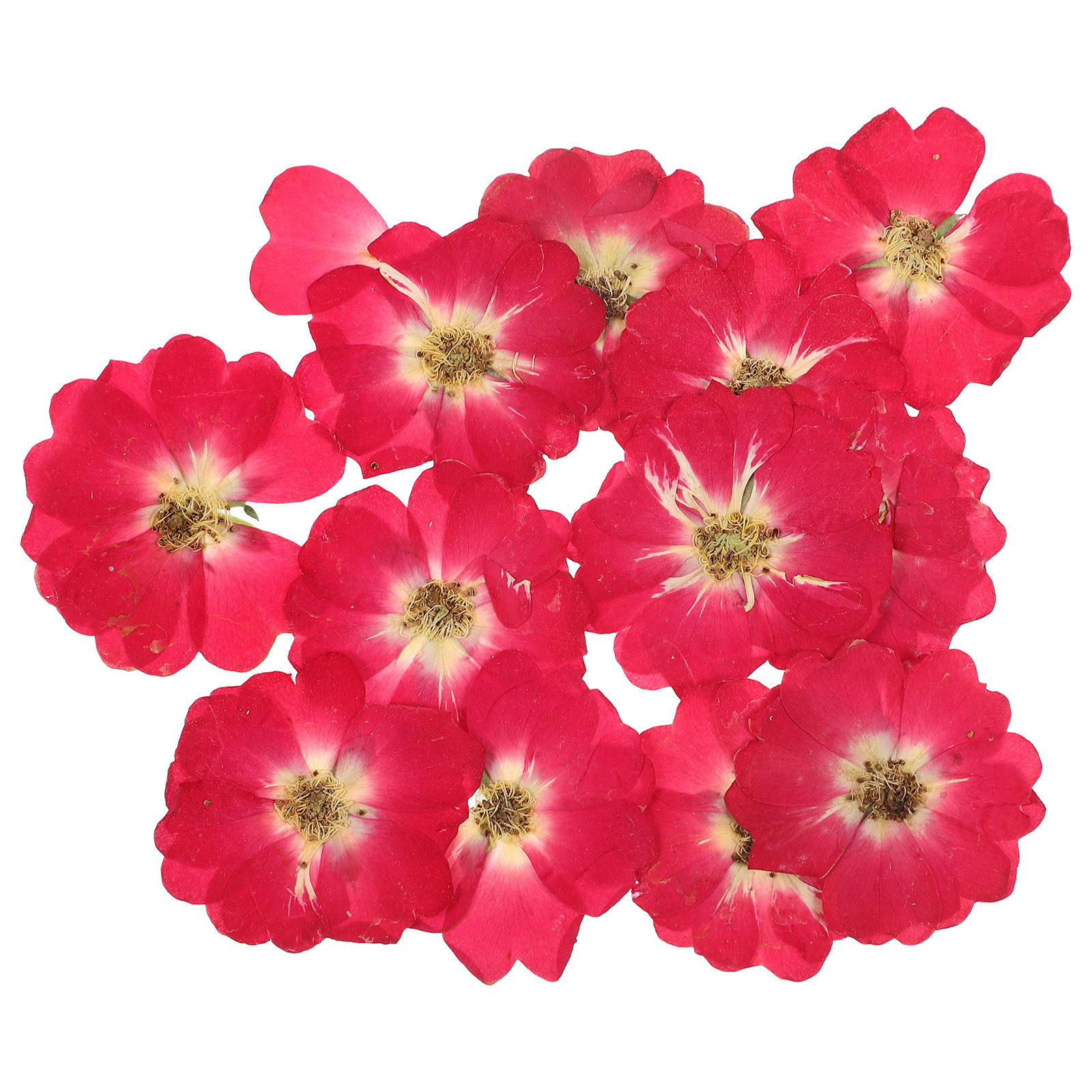 12Pcs Natural Dried Rose Press - Pressed Flower Art recension och pris