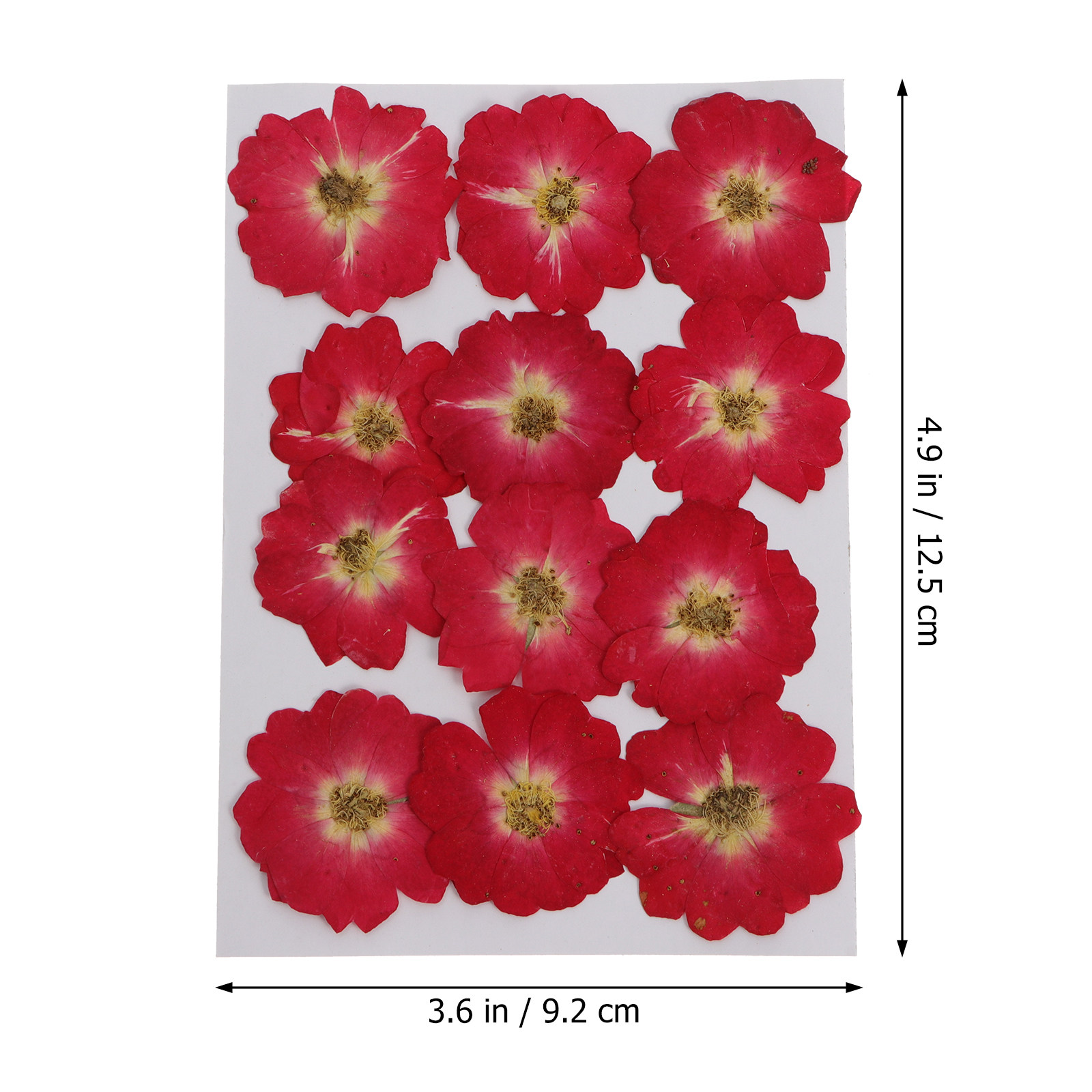 12Pcs Natural Dried Rose Press - Pressed Flower Art recension och pris