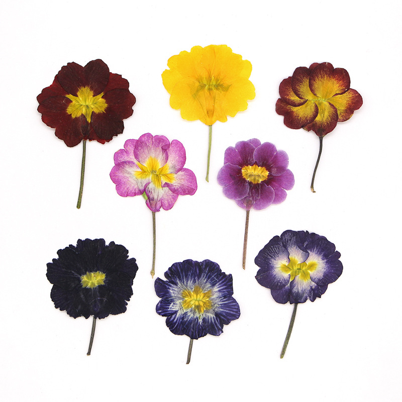 48Pcs European Primrose Teachi - Dried Flower Bookmark recension och pris