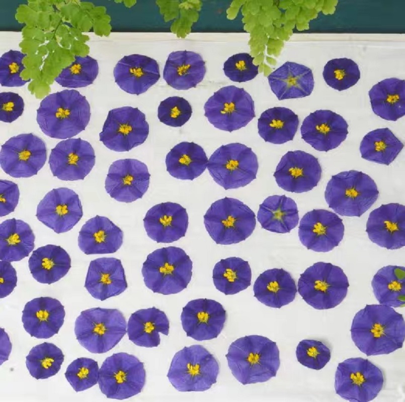100pcs Pressed Dried Lycianthe - Dried Flower Bookmark recension och pris