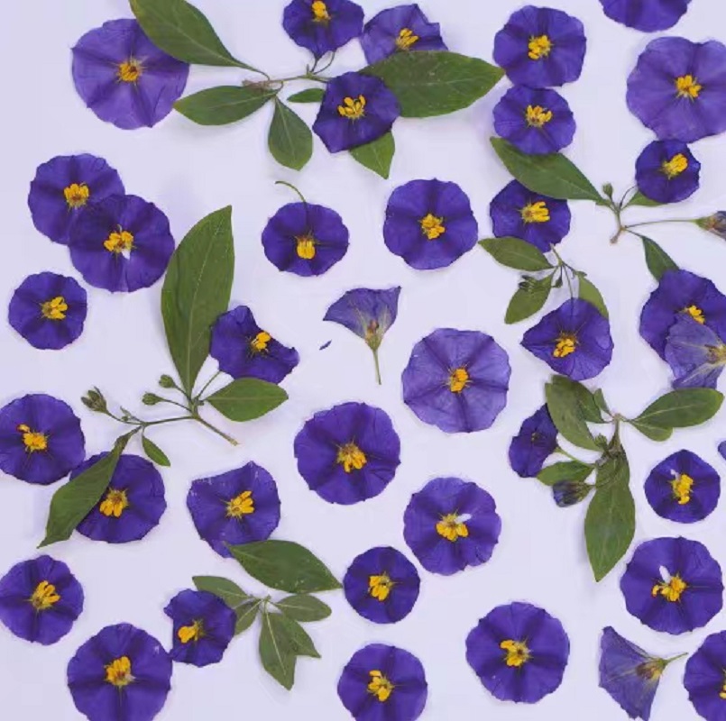 100pcs Pressed Dried Lycianthe - Dried Flower Bookmark recension och pris