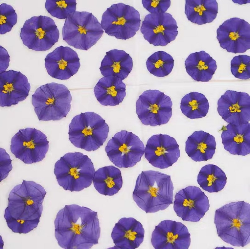 100pcs Pressed Dried Lycianthe - Dried Flower Bookmark recension och pris