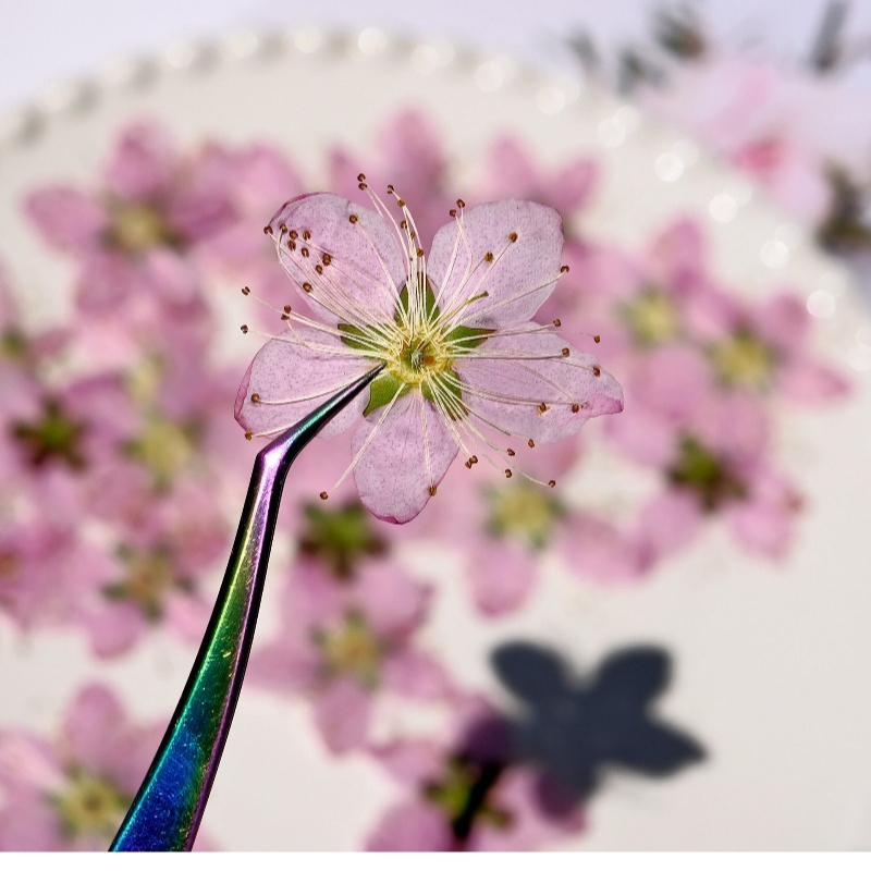 3-4cm./6pcs,Pink Peach Blossom - Dried Flower Bookmark recension och pris