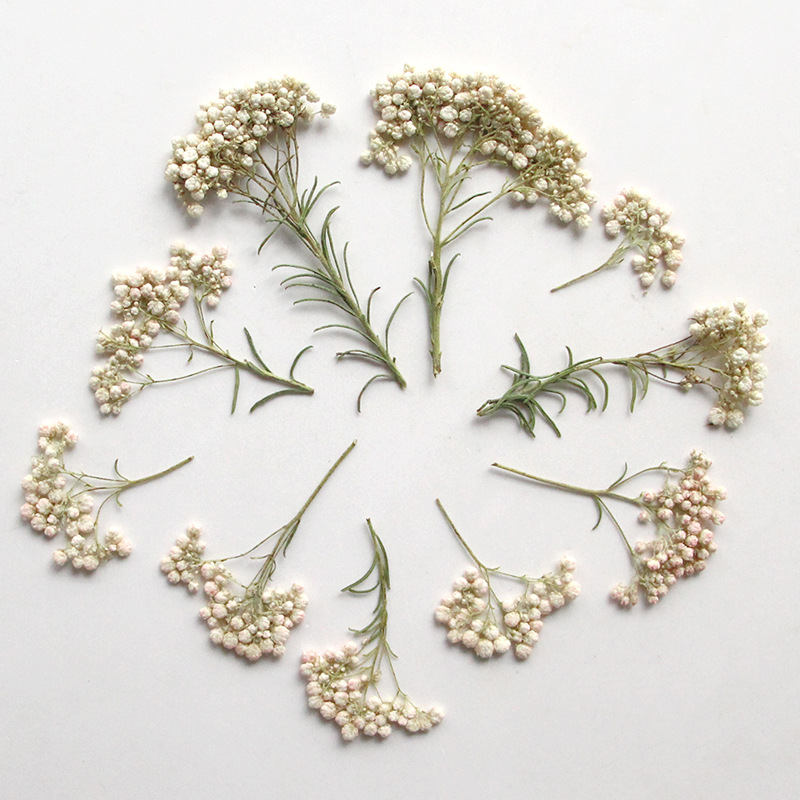 12pcs,Nature Millet flower bra - Dried Flower Bookmark recension och pris