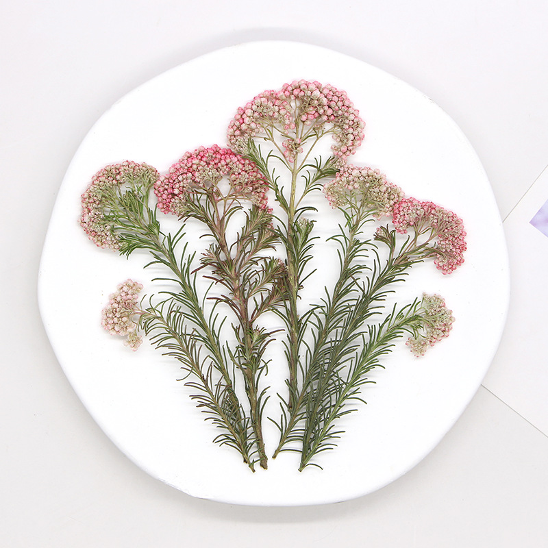 12pcs,Nature Millet flower bra - Dried Flower Bookmark recension och pris
