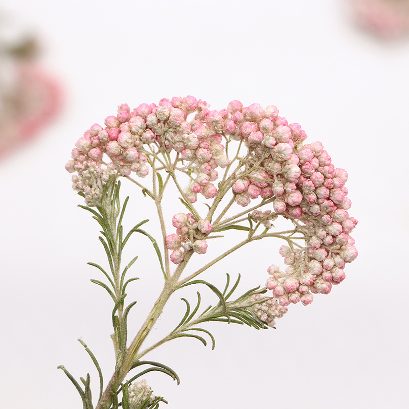 12pcs,Nature Millet flower bra - Dried Flower Bookmark recension och pris