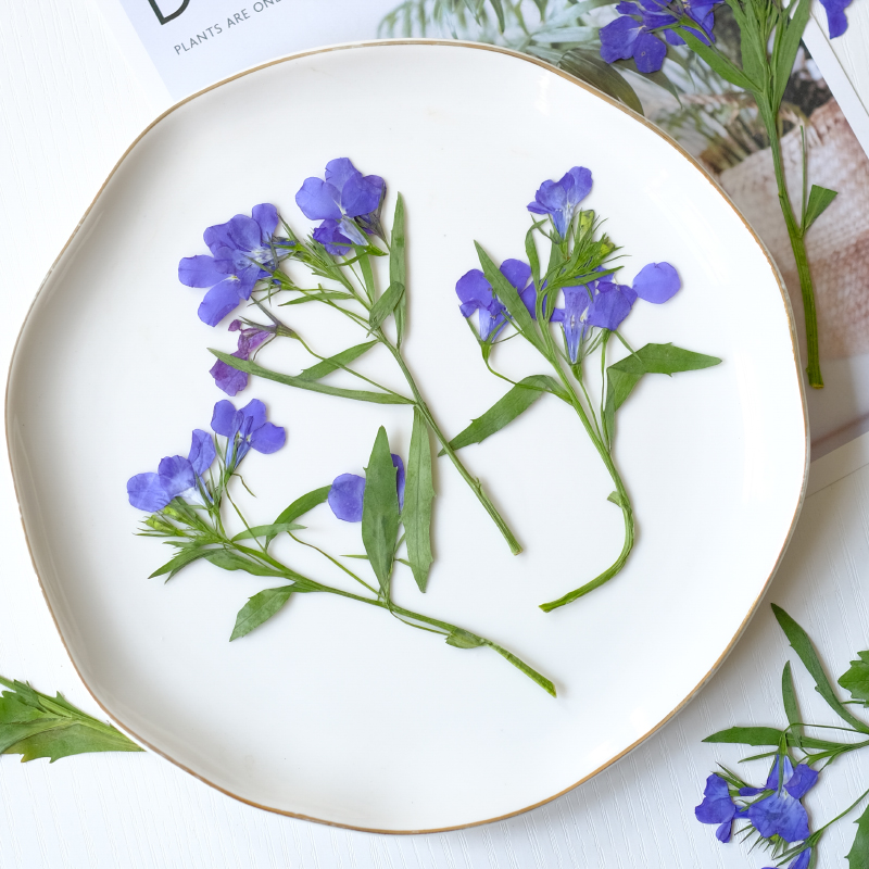 6pcs/8-13cm,nature Lobelia Eri - Dried Flower Bookmark recension och pris