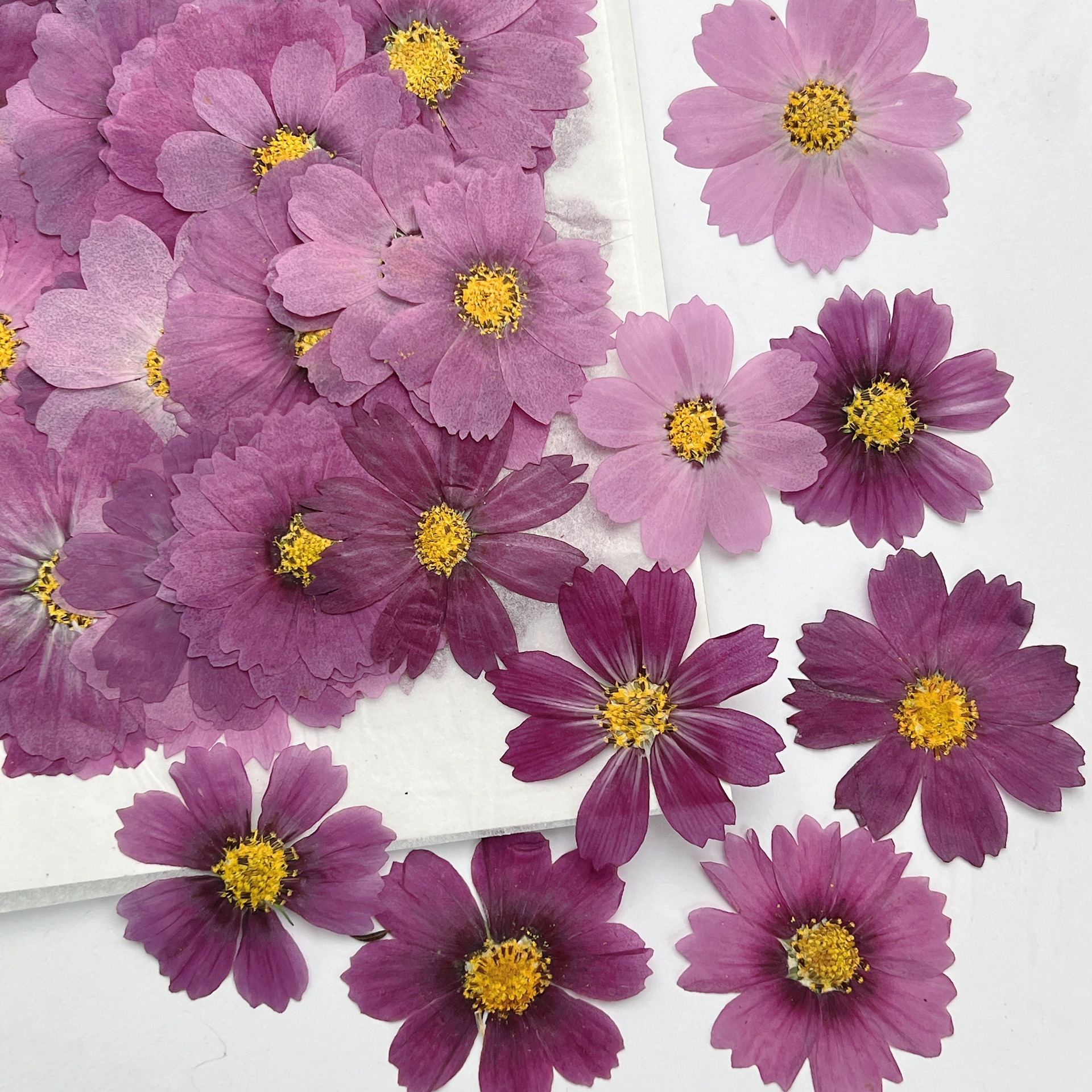 100Pcs Cosmos Dried Flower Pre - Dried Flower Bookmark recension och pris