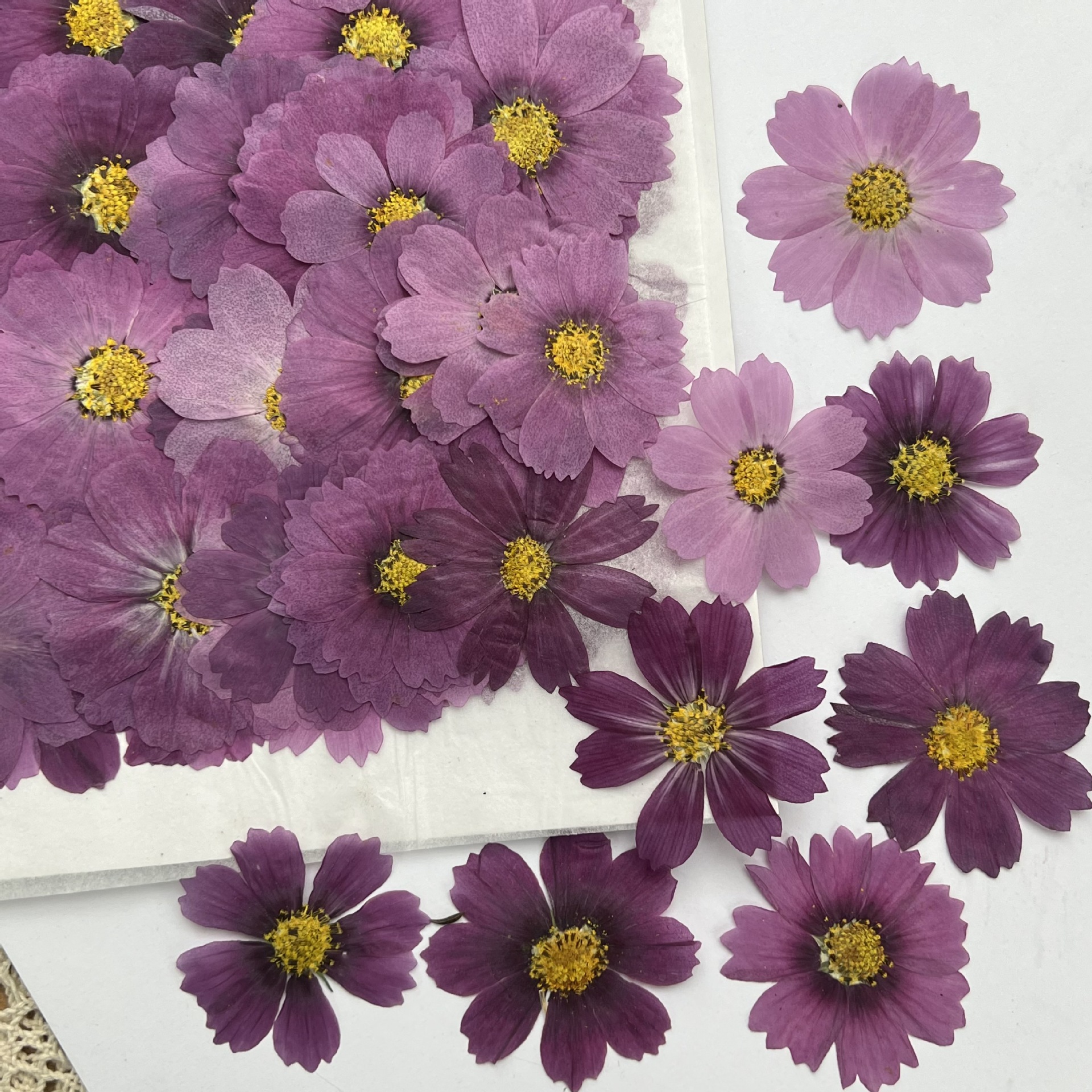 100Pcs Cosmos Dried Flower Pre - Dried Flower Bookmark recension och pris