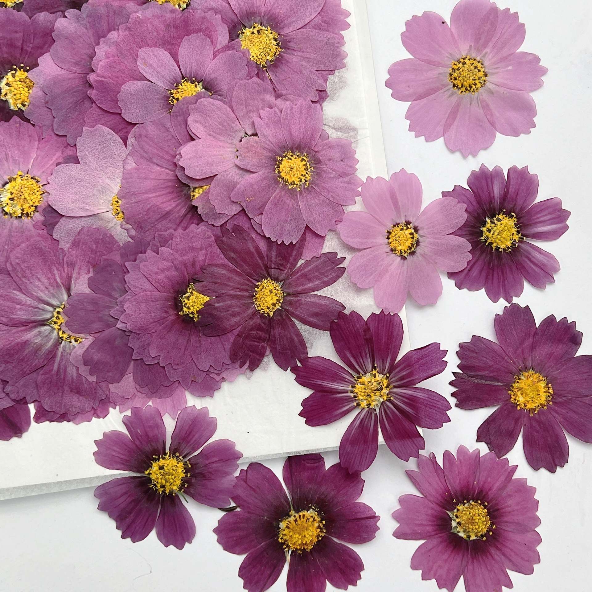 100Pcs Cosmos Dried Flower Pre - Dried Flower Bookmark recension och pris