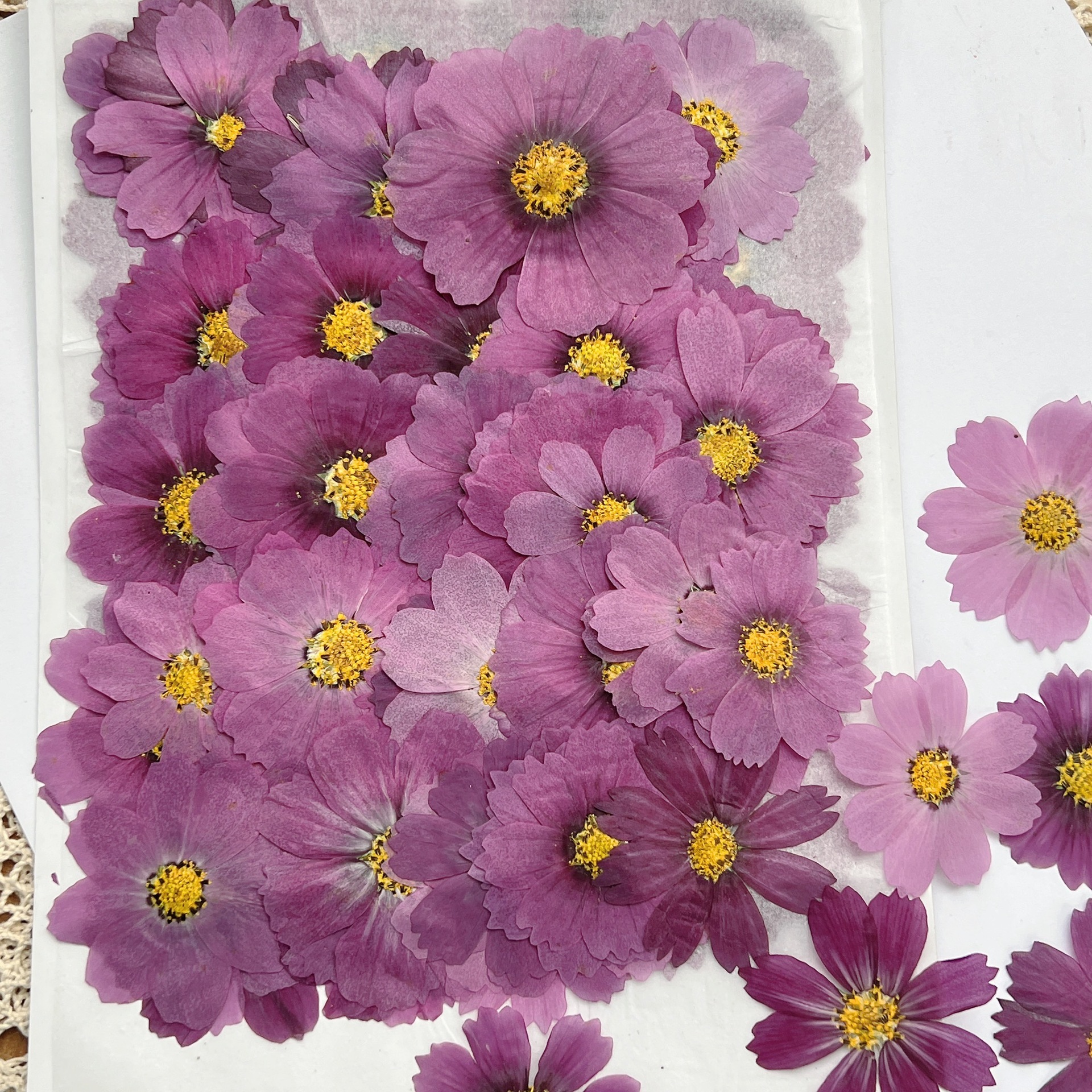 100Pcs Cosmos Dried Flower Pre - Dried Flower Bookmark recension och pris