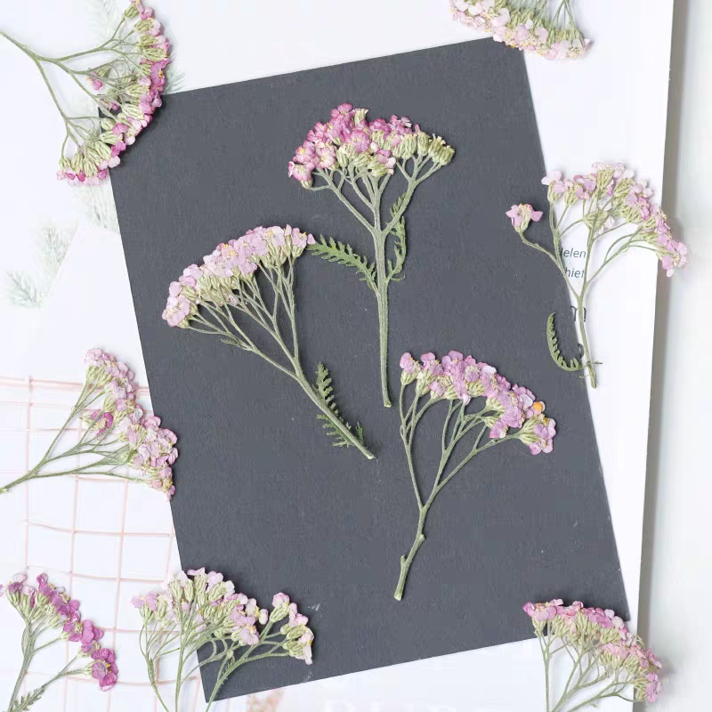 60pcs Pressed Dried Yarrow Ach - Dried Flower Bookmark recension och pris