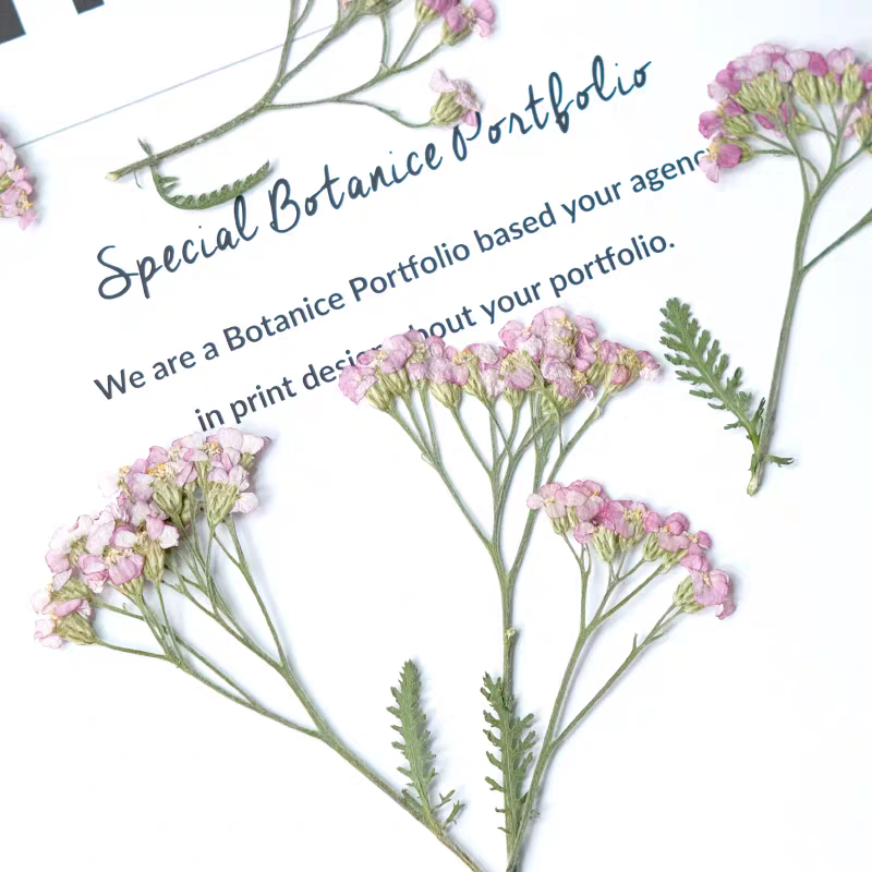 60pcs Pressed Dried Yarrow Ach - Dried Flower Bookmark recension och pris