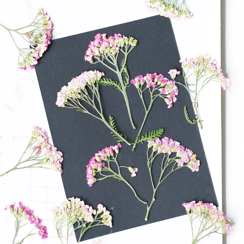 60pcs Pressed Dried Yarrow Ach - Dried Flower Bookmark recension och pris