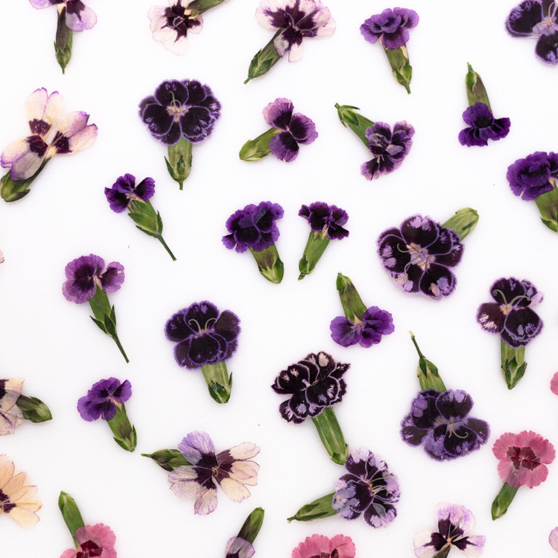 24pcs,Pressed Dried Dianthus F - Dried Flower Bookmark recension och pris