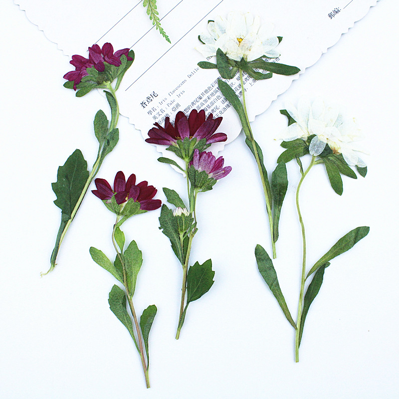24pcs,Mini Chrysanthemum Press - Dried Flower Bookmark recension och pris