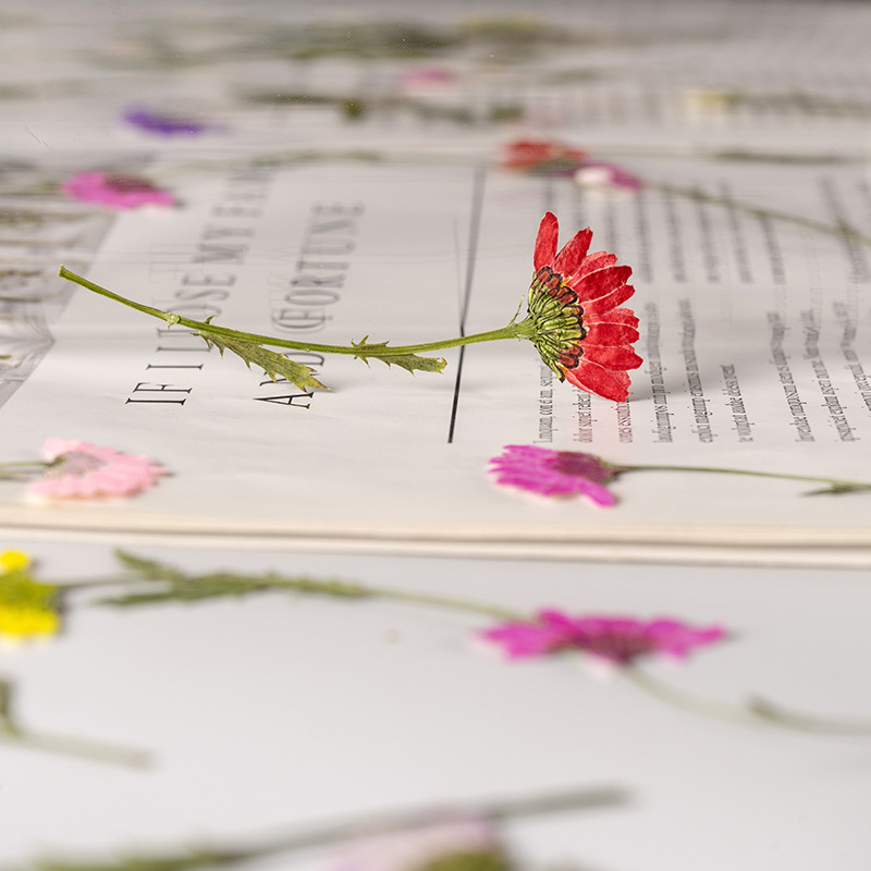 5-8cm/24pcs,Side pressed cryst - Dried Flower Bookmark recension och pris